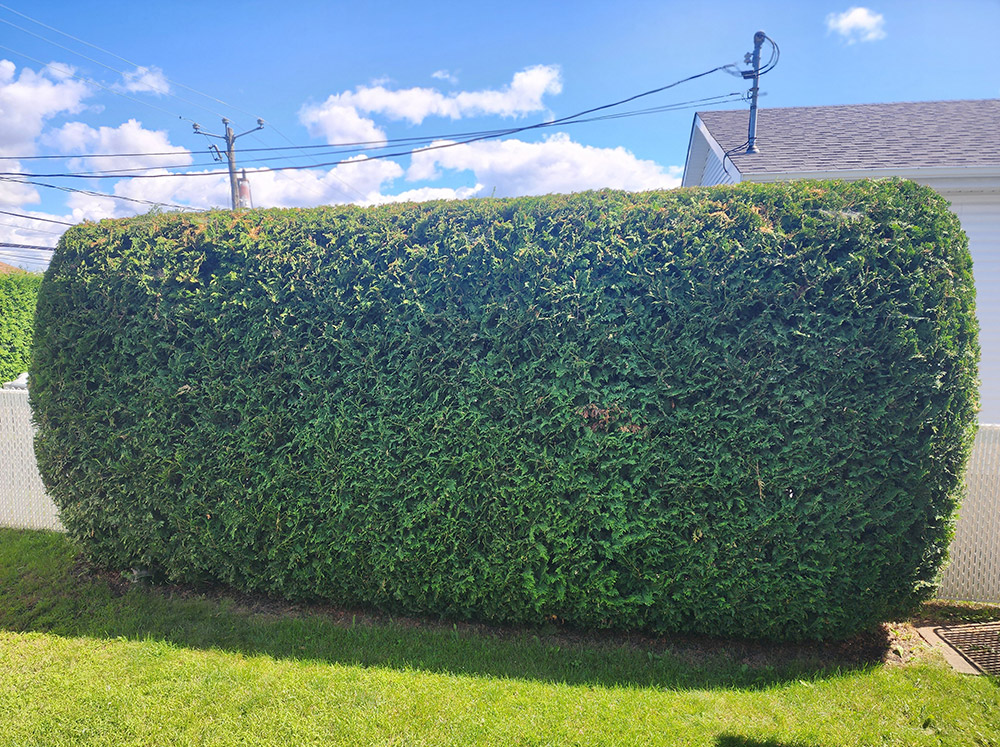 Hedge trimming in Chambly