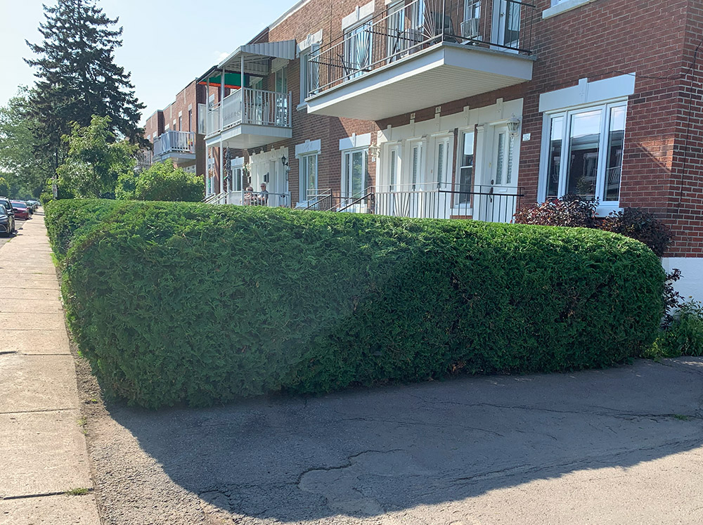 Taille haie à Varennes