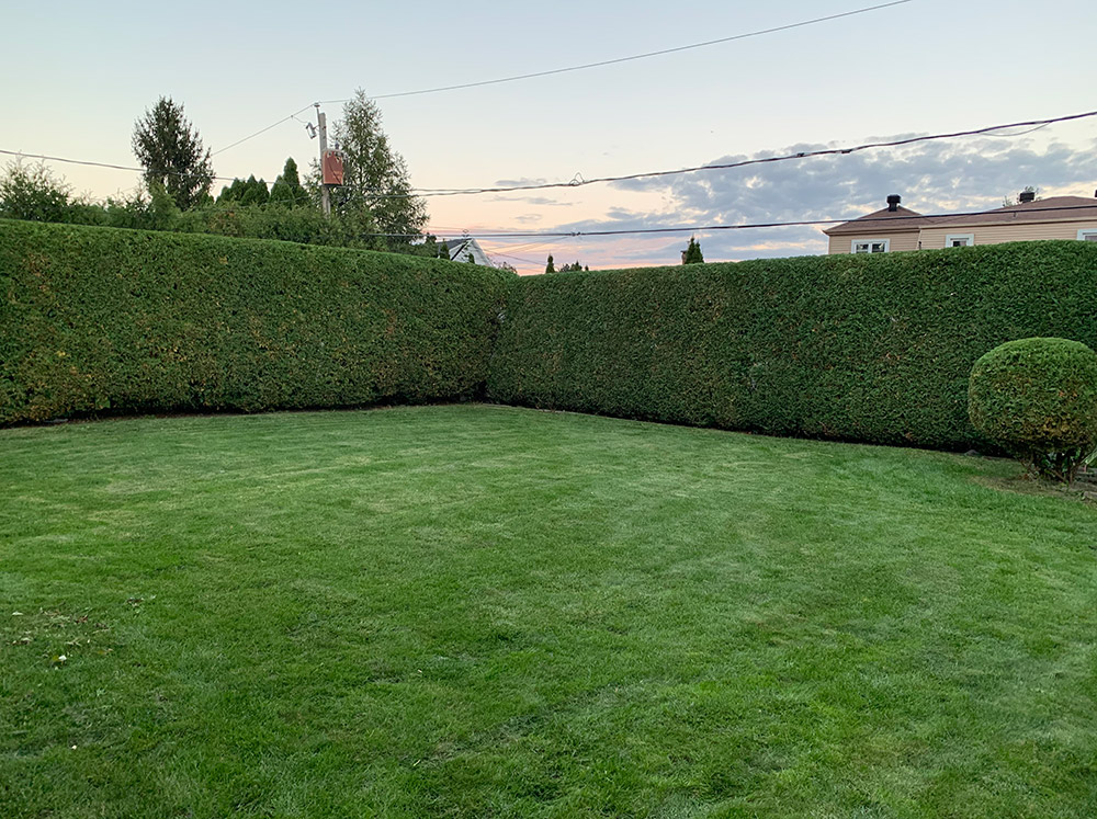 Hedge trimming