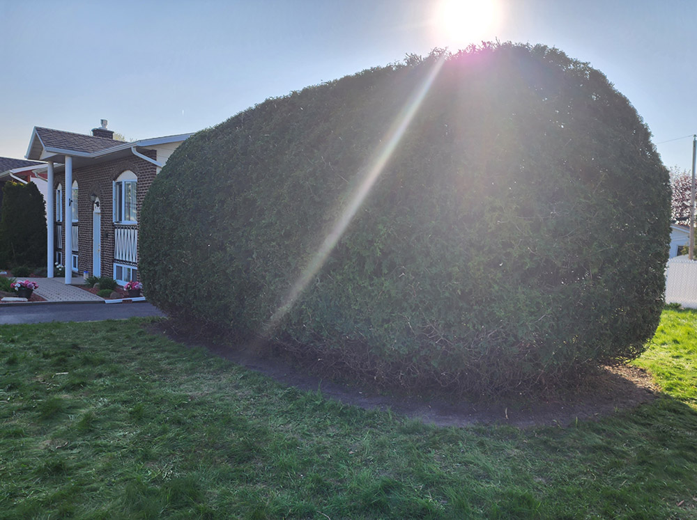 Hedge trimming Saint-Hubert