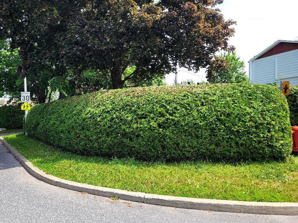 Cedar Hedge trimming Saint-Hubert