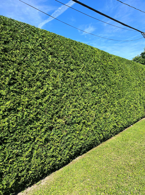 Annual hedge trimming in Chambly