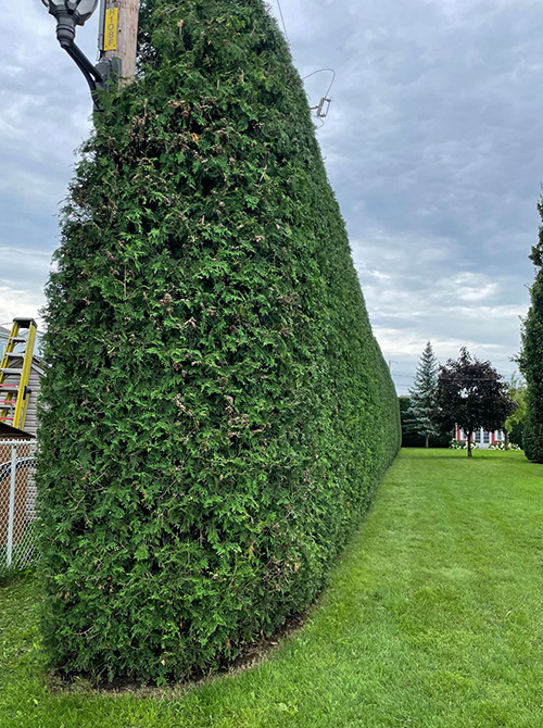 Annual Hedge trimming Saint-Hubert