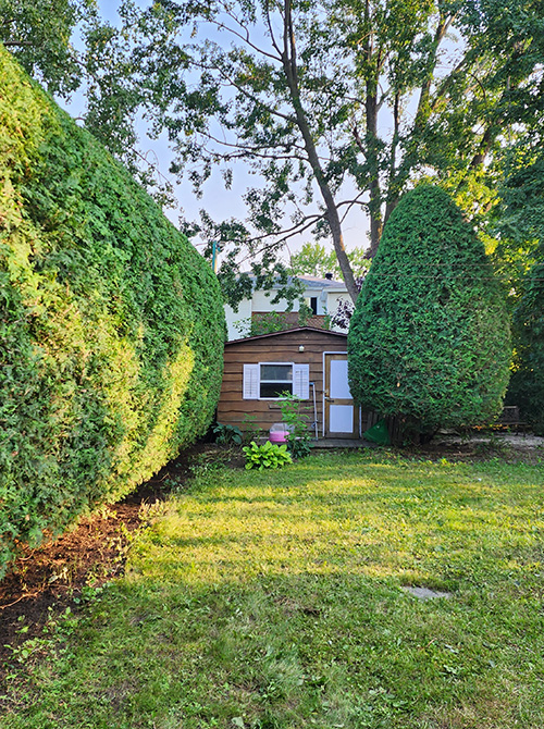 Annual Hedge trimming Sainte-Julie