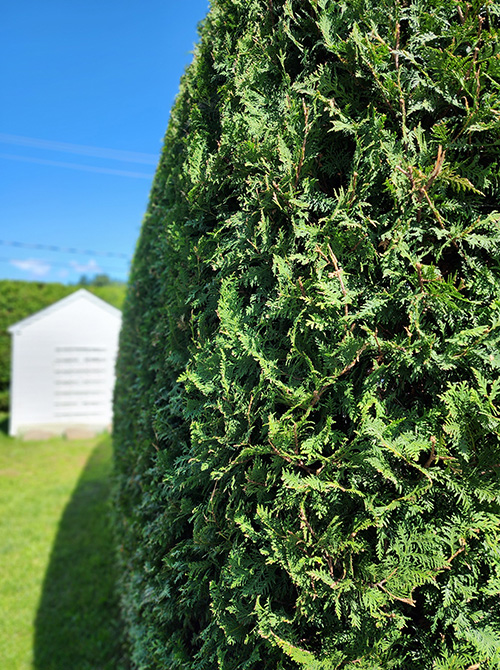 Residential hedge trimming Varennes