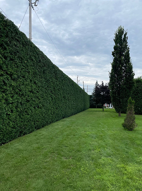 Annual hedge trimming Varennes