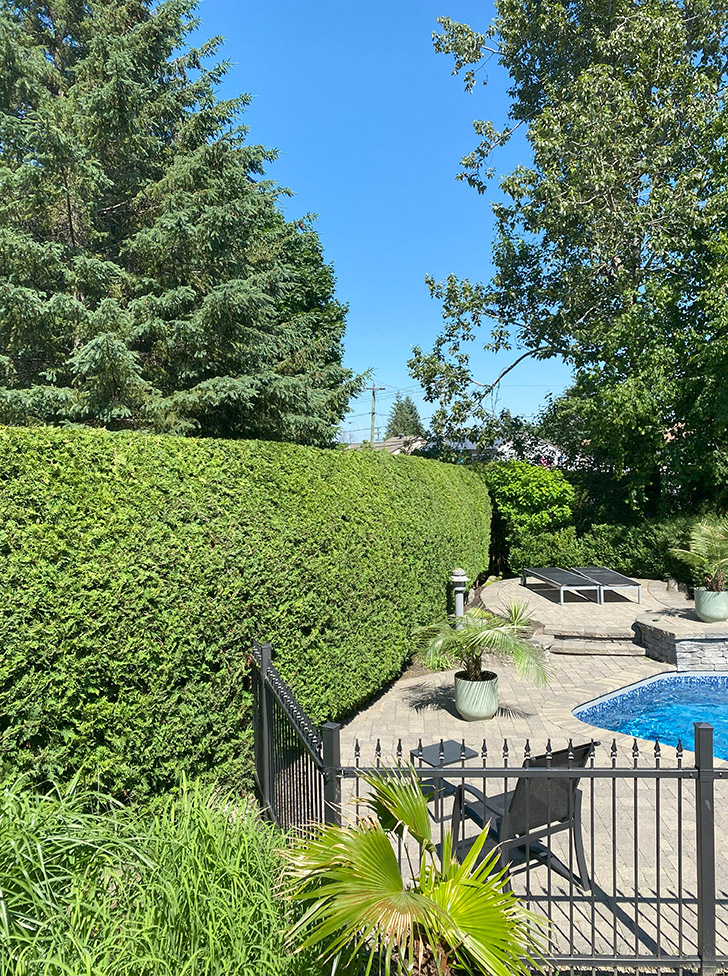 Saint-Jean-sur-Richelieu Cedar shrub planting