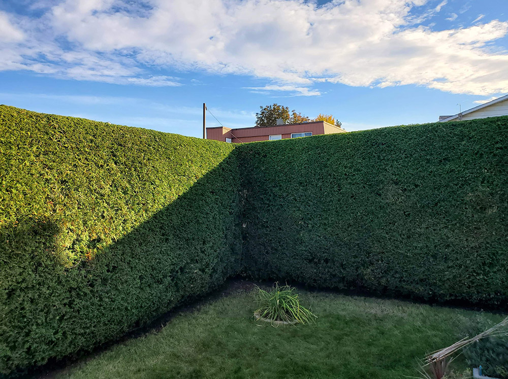 Taille haie Saint-Basile-le-Grand