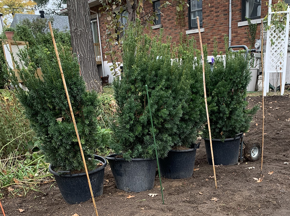 Cedars for Sale Châteauguay