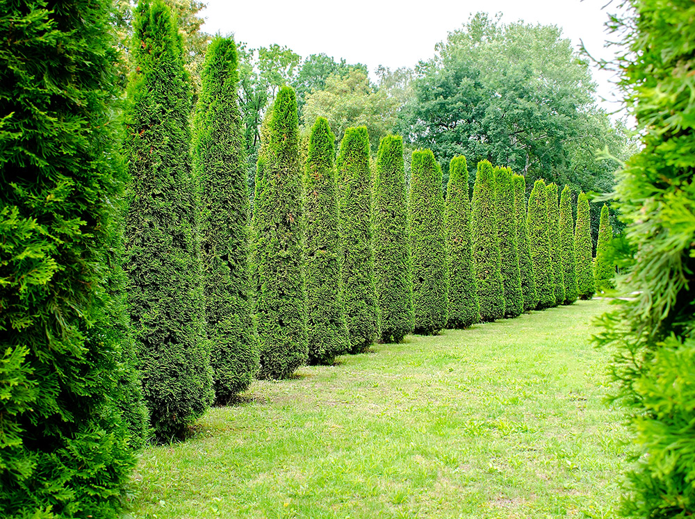 Cedars for Sale Longueuil