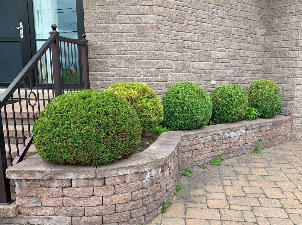 Cedar shrub planting Châteauguay