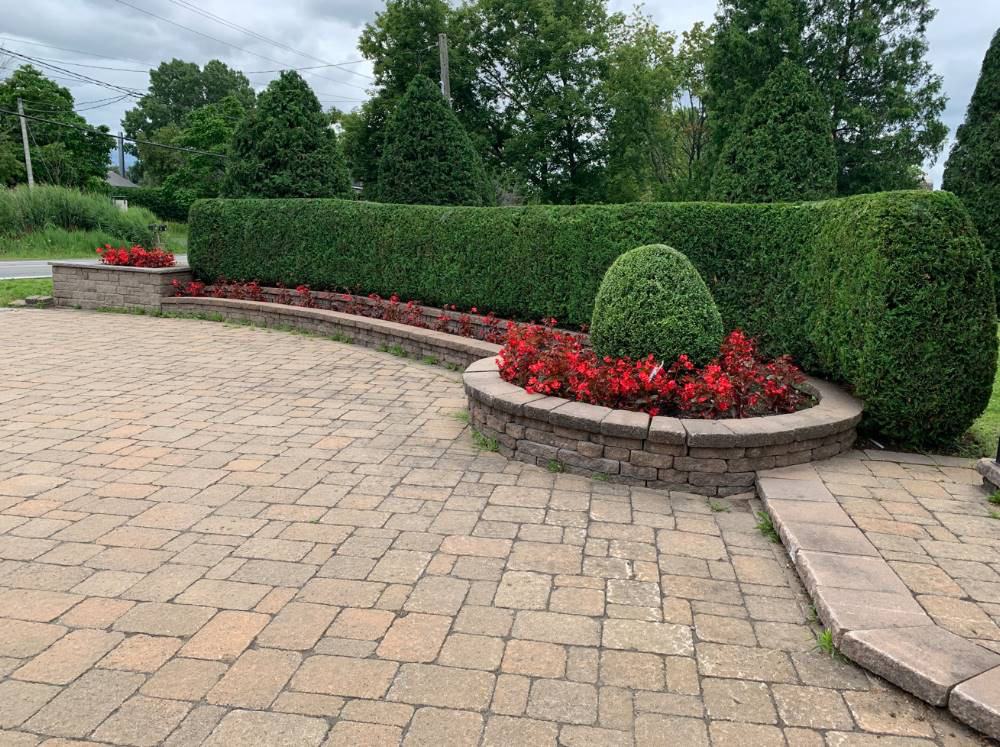 Cedar shrub planting Saint-Jean-sur-Richelieu