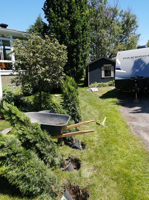 Cedar shrub planting