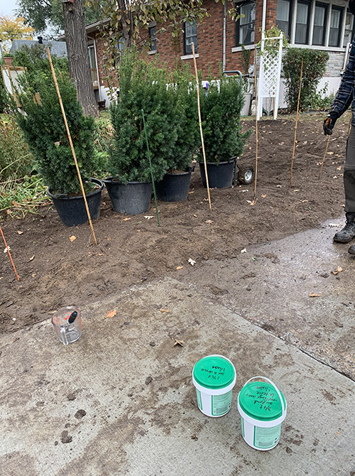 Cedar shrub planting Longueuil