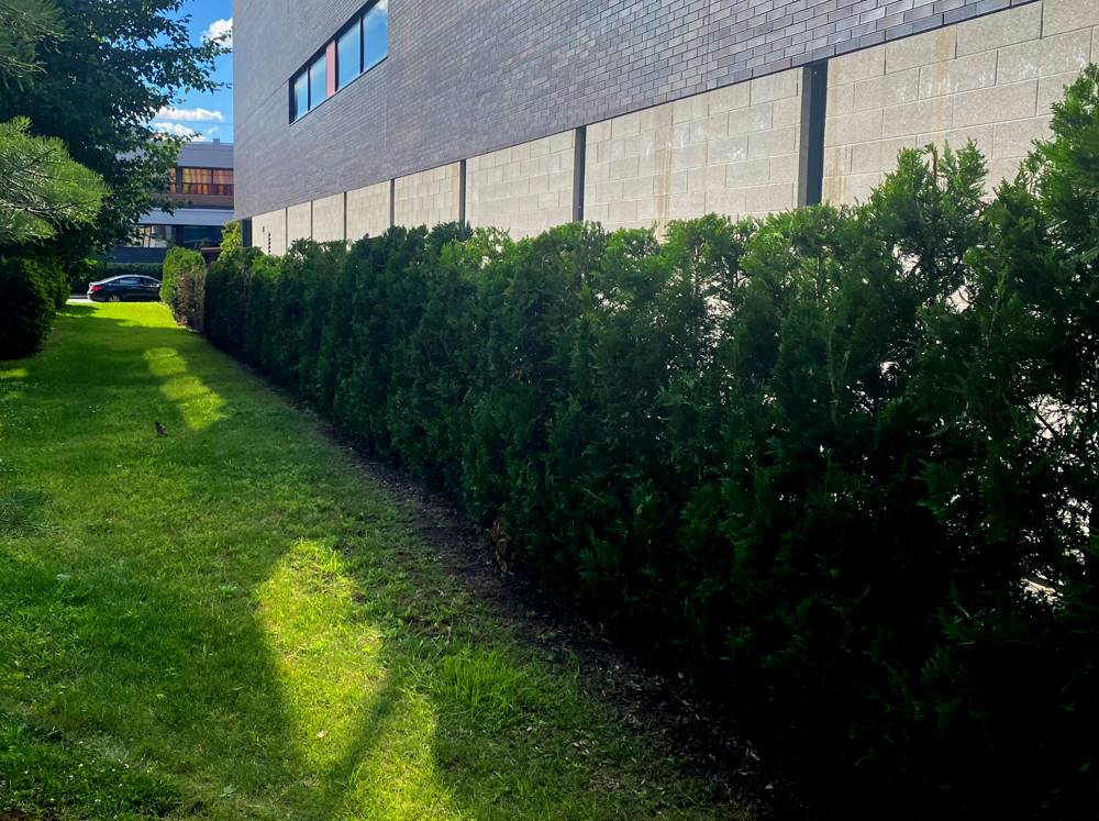 Hedge trimming Longueuil