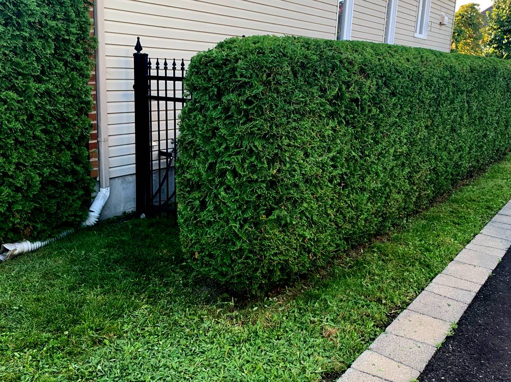 Cedar hedge trimming