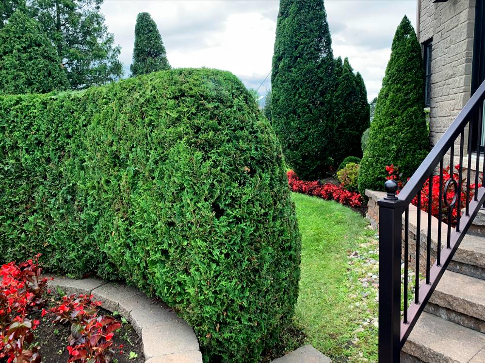 Hedge trimming Saint-Jean-sur-Richelieu