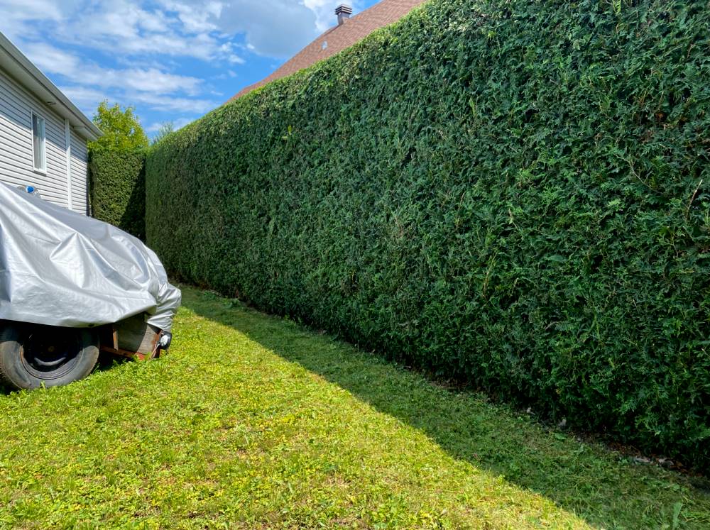 Hedge trimming Châteauguay