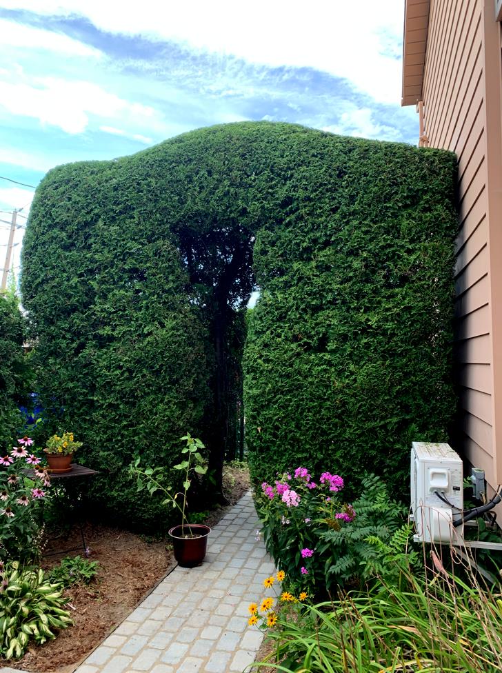 Residential hedge trimming South Shore