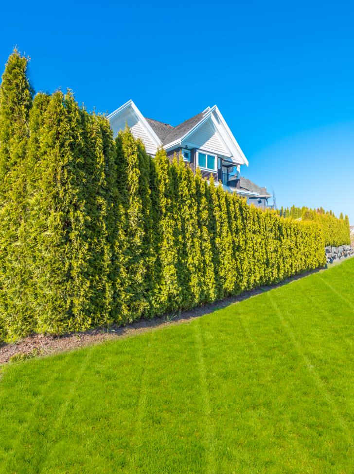 Residential cedar Hedge Trimming