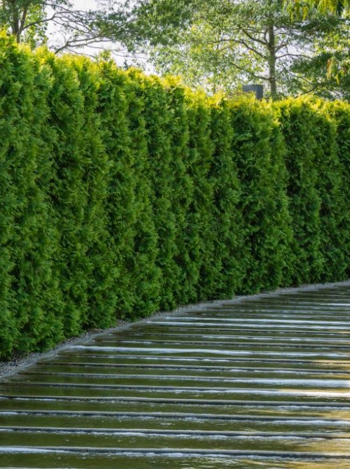 Annual Cedar Hedge Trimming La prairie