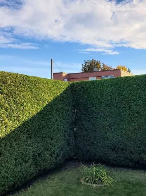 Taille haie Longueuil