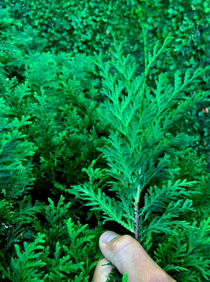 Residential hedge trimming Saint-Bruno