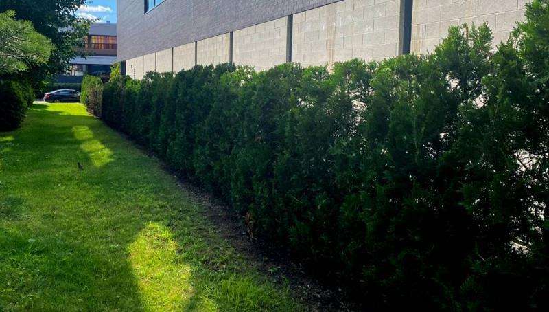 Cedar hedge planting Châteauguay