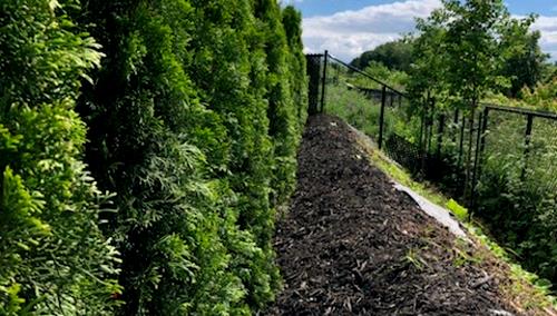 Robi-Taille Hedge trimming