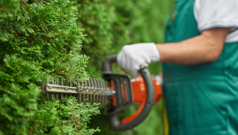 Robi-Taille Hedge trimming